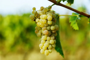 Τρύγος με την αγορά βαριά, άφησε stock σε λευκά κρασιά το αινιγματικό φετινό καλοκαίρι - Winetrails