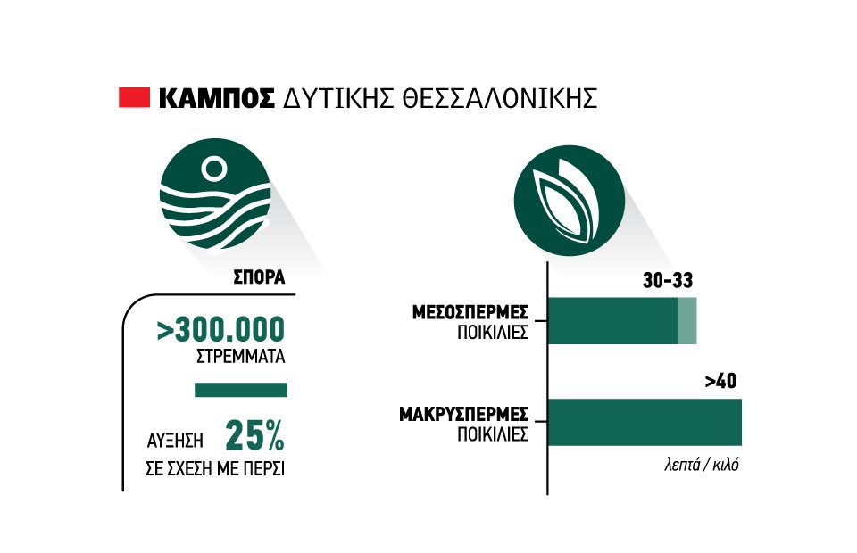 Με 25% επιπλέον στρέμματα  το ρύζι και ανοιχτά μέτωπα  σε νερό και όρους εμπορίας