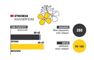 Άφησε μεροκάματο φέτος η ελαιοκράμβη και διεκδικεί τα 45 λεπτά όπως η Βουλγαρία