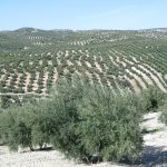 Ανδαλουσία: παραγωγή, πωλήσεις, αποθέματα, τιμές ελαιολάδων