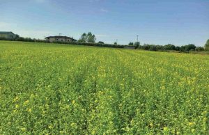 Δέλεαρ η επιδότηση 60 ευρώ αλλά θέλει ψάξιμο το σινάπι,  στη Θεσσαλονίκη οι δοκιμές