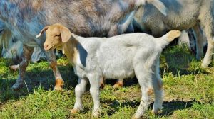 Κατσίκες- πυροσβέστες: Η επαναστατική μέθοδος πρόληψης πυρκαγιών που αλλάζει την Ευρώπη