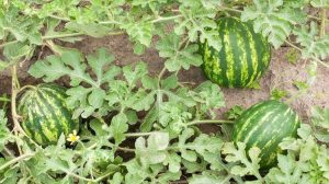 ΕΛΓΑ: Αυτοψίες σε καλλιέργειες που «λύγισαν» από τον καύσωνα στην Ήλιδα