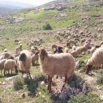 Απόλυτη εγκατάλειψη της ελληνικής κτηνοτροφίας καταγγέλλει ο Κόκκαλης - Τυροκόμος