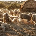 Ψηφιακή πλατφόρμα για ιχνηλάτηση και γενετική ταυτοποίηση ζώων δημιουργεί η Περιφέρεια Θεσσαλίας - Τυροκόμος