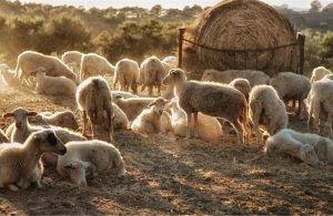 Ψηφιακή πλατφόρμα για ιχνηλάτηση και γενετική ταυτοποίηση ζώων δημιουργεί η Περιφέρεια Θεσσαλίας - Τυροκόμος