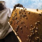 Ξεκινούν από 1η Σεπτεμβρίου οι δηλώσεις κατεχόμενων κυψελών