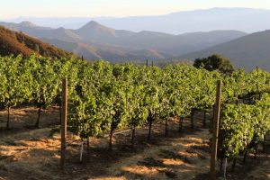 Ευάλωτες στα κρυπτοβλαβή οι όψιμες ποικιλίες, συνίσταται τακτικός έλεγχος των βοτρύων - Winetrails