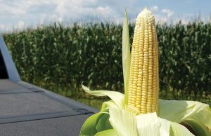 Ίσως 20 λεπτά να είναι λίγα για το καλαµπόκι, καλύτερη η παραγωγή, μικρή υποχώρηση των τιμών πανευρωπαϊκά