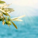 Παρατηρητήριο Τιμών Ελαιολάδου (22/8/2025)