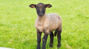 Επιδημία ευλογιάς στα αιγοπρόβατα: Θανατώσεις και αποζημιώσεις που δεν φτάνουν