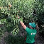 Ποντάρει στο «κλαρίσιο» για πρόσθετη ποιότητα και υπεραξία ο ΑΣΕΠΟΠ Βελβεντού - Fresher