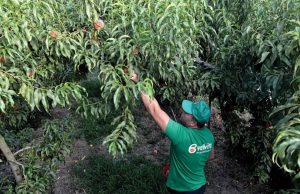 Ποντάρει στο «κλαρίσιο» για πρόσθετη ποιότητα και υπεραξία ο ΑΣΕΠΟΠ Βελβεντού - Fresher