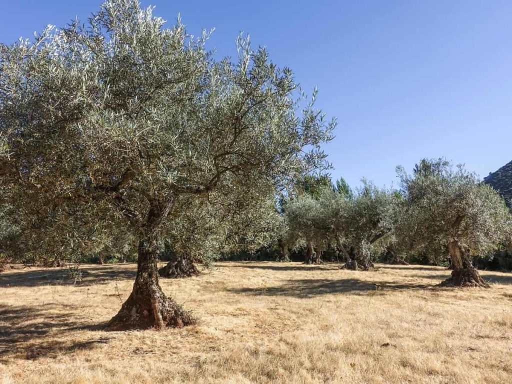 Το λάδι που λέει ιστορίες: Ένα σύμβολο πολιτισμού και βιωσιμότητας