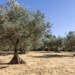 Το λάδι που λέει ιστορίες: Ένα σύμβολο πολιτισμού και βιωσιμότητας