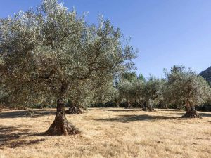 Το λάδι που λέει ιστορίες: Ένα σύμβολο πολιτισμού και βιωσιμότητας