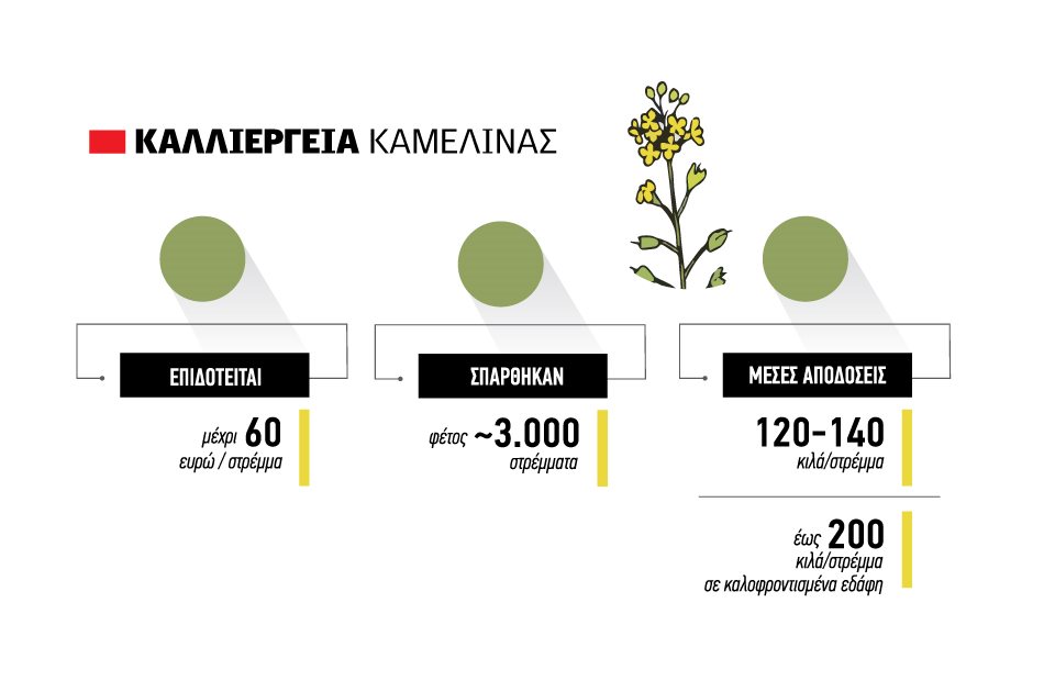 Ήρθε για να μείνει στη Βόρεια Ελλάδα η Καμελίνα με έξοδα 70 ευρώ/στρέμμα