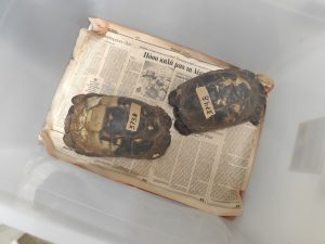 Ο Όμιλος Επιχειρήσεων Σαρακάκη στο πλευρό της ΑΝΙΜΑ για διάσωση άγριων ζώων που επλήγησαν από πυρκαγιές