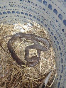 Eco Δράσεις: Όμιλος Επιχειρήσεων Σαρακάκη: Σταθερός Υποστηρικτής της ΑΝΙΜΑ για τη διάσωση άγριων ζώων που επλήγησαν από τις πυρκαγιές