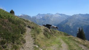 Κτηνοτρόφοι της Ελασσόνας σε απόγνωση: Κίνδυνος από την εξάπλωση της ευλογιάς των αιγοπροβάτων