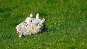 Αντιδρούν οι κτηνοτρόφοι της Ελασσόνας: Εγκληματική αδιαφορία για την ευλογιά, ζητούν άμεσα μέτρα