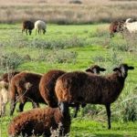Προσοχή κτηνοτρόφοι: Έκτακτα μέτρα για την αντιμετώπιση του καταρροϊκού πυρετού