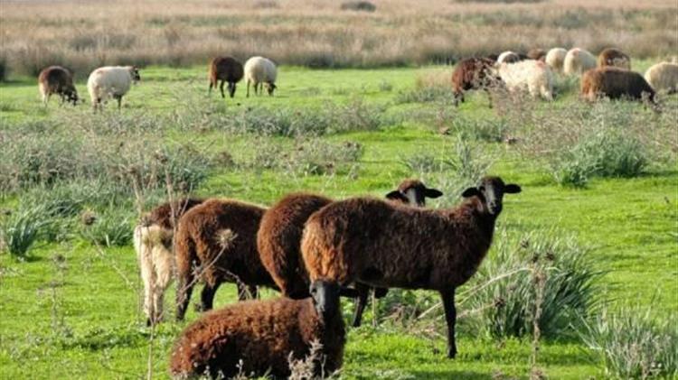 Προσοχή κτηνοτρόφοι: Έκτακτα μέτρα για την αντιμετώπιση του καταρροϊκού πυρετού