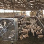 Είκοσι ευρώ το κεφάλι προς μειωμένη χρήση  αντιβιοτικών στην αιγοπροβατοτροφία, τα  κριτήρια και οι όροι