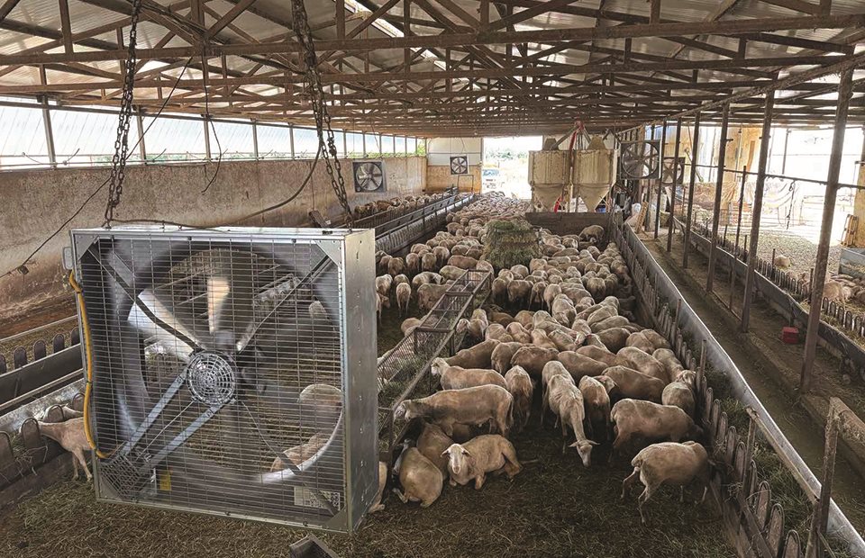 Είκοσι ευρώ το κεφάλι προς μειωμένη χρήση  αντιβιοτικών στην αιγοπροβατοτροφία, τα  κριτήρια και οι όροι