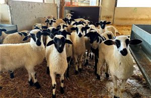 Ξεπέρασαν τις 225 χιλιάδες οι θανατώσεις λόγω ευλογιάς - Τυροκόμος