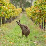 Σημαντική αύξηση παραγωγής ελέω ανάκαμψης κόκκινων κρασιών περιμένει η Αυστραλία - Winetrails