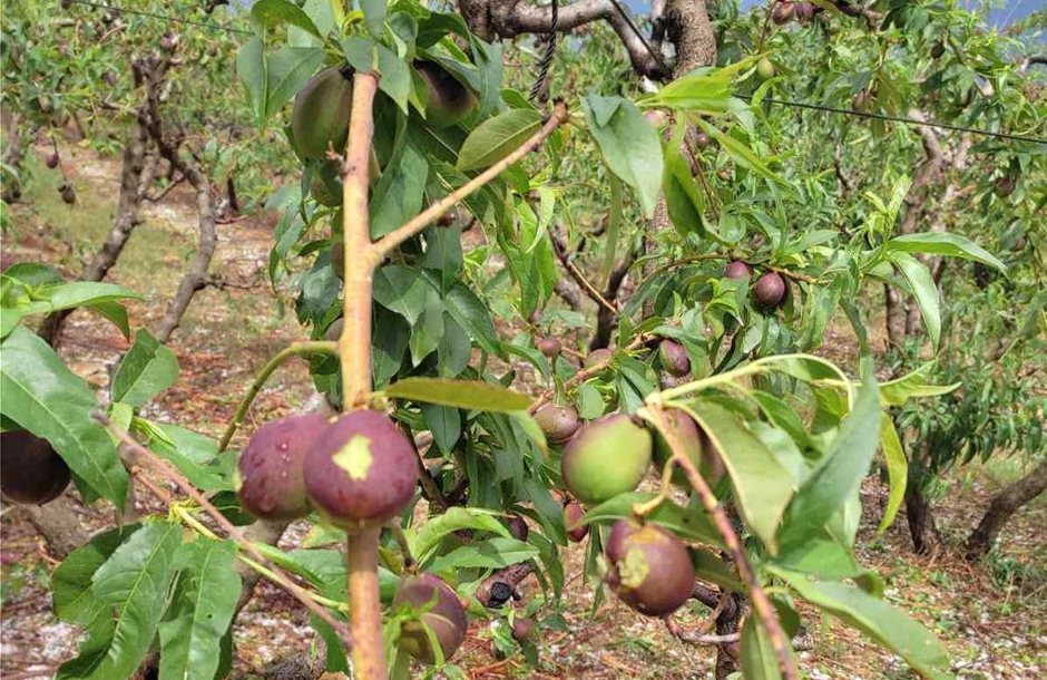 Σημαντικές ζημιές σε καλλιέργειες στο Αμύνταιο προκάλεσε η χαλαζόπτωση