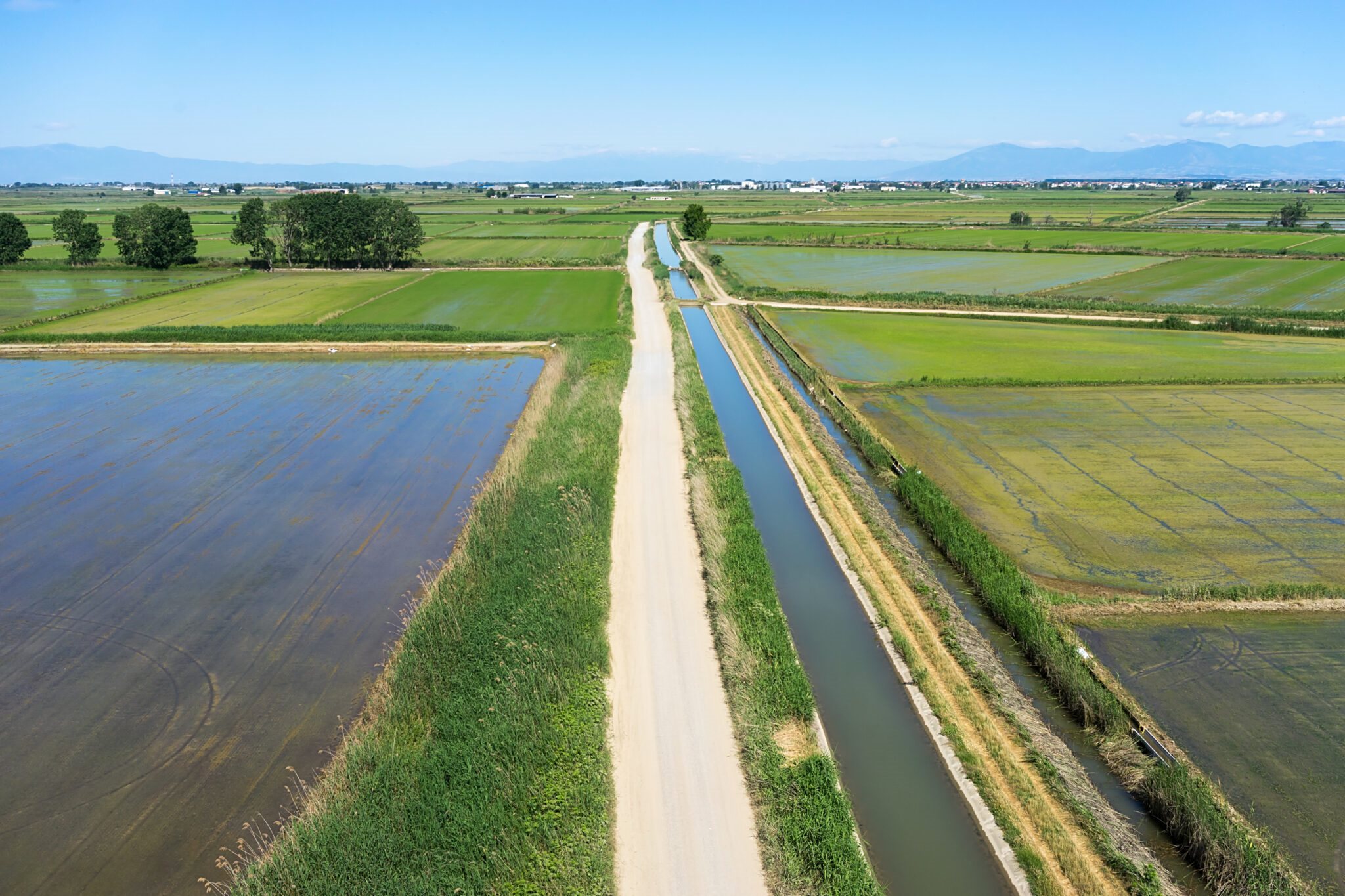 Παίζει να χαθεί ξανά η χρονιά για το ειδικό πριμ των 21 ευρώ το στρεμμα στο ρύζι