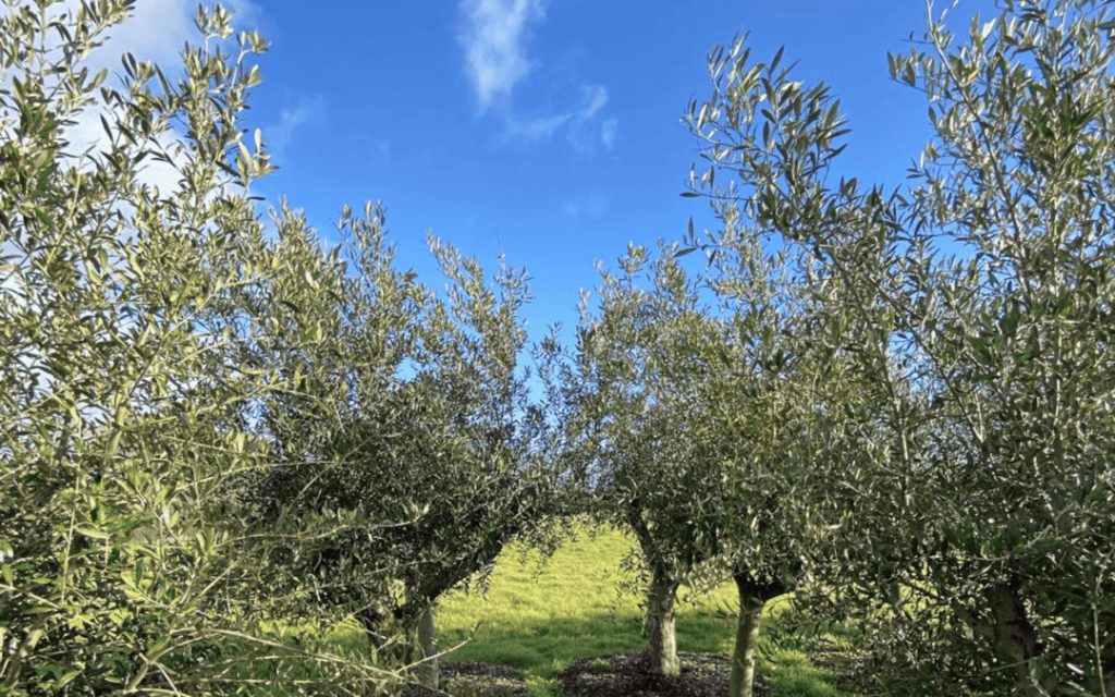 Ελιές στην Βρετανική ομίχλη