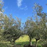 Ελιές στην Βρετανική ομίχλη