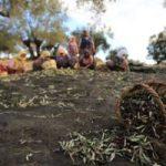 Τουρκία, η χώρα των μεγάλων ελαιοκομικών αντιφάσεων