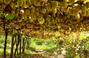 Συνεχίζεται η εξαγωγή ανώριμων ελληνικών ακτινιδίων στην Ολλανδία - Fresher