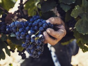 Άπαντα τα οινοποιεία του Τυρνάβου δηλώνουν παρών στη Γιορτή Κρασιού Αμπελώνα