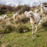 Για απουσία σχεδίου για την αντιμετώπιση της ευλογιάς κάνει λόγο ο ΣΕΚ - Τυροκόμος