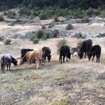 Οργή εκτροφέων: Καθυστερεί η πληρωμή για τα αυτόχθονα ζώα