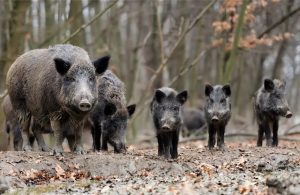 Μέτρα για τον υπερπληθυσμό αγριόχοιρων ζητά ο ΑΣ Μαντουδίου – Λίμνης – Αγίας Άννας