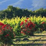 Δηλώσεις συγκομιδής σταφυλιών οινοποιήσιμων ποικιλιών αμπέλου για το έτος 2025