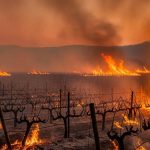 Ο Σύνδεσμος Ελληνικού Οίνου στο πλευρό των πληγέντων από τις πυρκαγιές