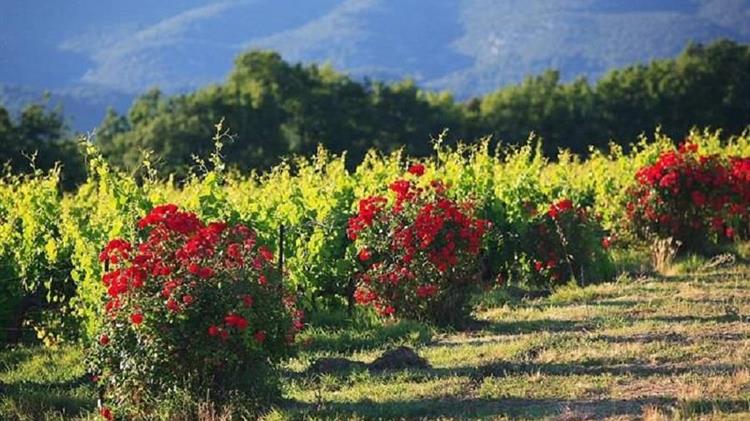 Δηλώσεις συγκομιδής σταφυλιών οινοποιήσιμων ποικιλιών αμπέλου για το έτος 2025