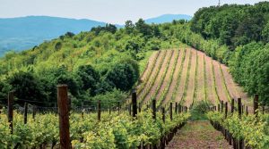 Κομβική η λήψη μέτρων αποτροπής πληγών στις ράγες για αποφυγή όξινης σήψης στα αμπέλια - Winetrails