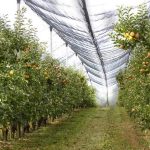 ΕΛΓΑ: Πράσινο φως για 1,71 εκατ. ευρώ σε αγρότες – Δείτε ποιοι πληρώνονται άμεσα