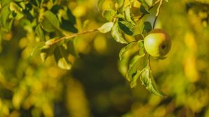 Καρπόκαψα σε μηλιές και αχλαδιές