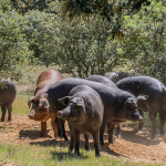 Για 15 Οκτωβρίου πληρωμές αυτόχθονων απαντά ο ΟΠΕΚΕΠΕ σε εξώδικο οργανώσεων εκτροφέων