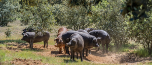 Για 15 Οκτωβρίου πληρωμές αυτόχθονων απαντά ο ΟΠΕΚΕΠΕ σε εξώδικο οργανώσεων εκτροφέων