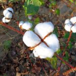 Η Ινδία καταργεί τον εισαγωγικό δασμό για το βαμβάκι